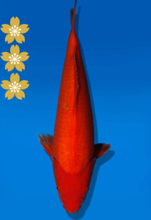 Koi Auktion Dainichi Benigoi JumboTosai RedTiger - 34cm GT05-2068