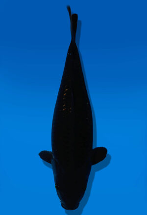 Koi Auktion Dainichi GinrinChagoi JumboTosai BrownMonkey - 36cm KT05-2069