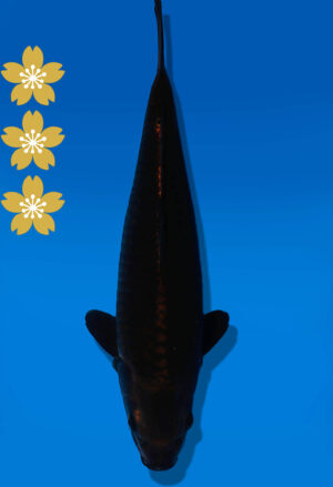 Koi Auktion Dainichi Chagoi JumboTosai BrownMonkey - 35cm NN01-2070