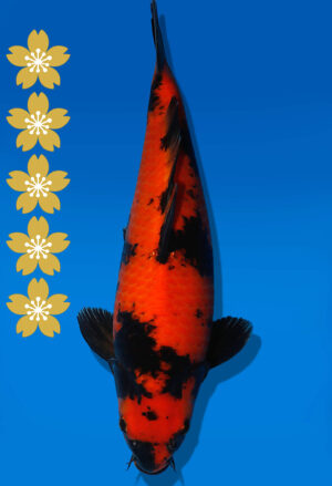 Koi Auktion Shinoda HiUtsuri JumboTosai Shinoda - 37cm NN01-2072