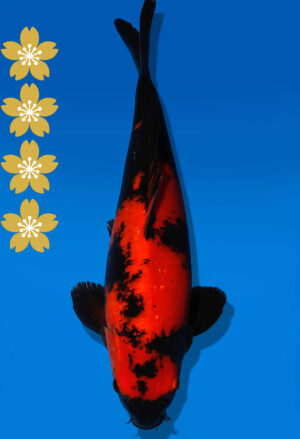 Koi Auktion Shinoda HiUtsuri JumboTosai Shinoda - 42cm NN01-2071