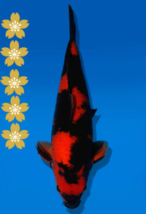Koi Auktion Shinoda HiUtsuri JumboTosai Shinoda - 41cm NN01-2073