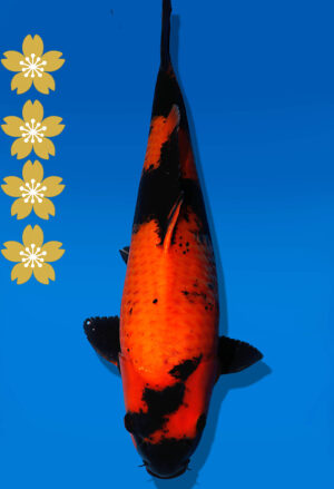 Koi Auktion Shinoda HiUtsuri JumboTosai Shinoda - 41cm NN01-2074