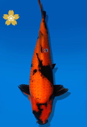 Koi Auktion Shinoda HiUtsuri JumboTosai Shinoda - 43cm NN01-2083