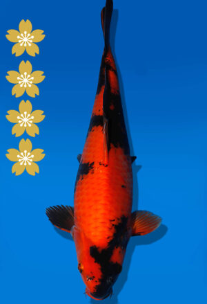 Koi Auktion Shinoda HiUtsuri JumboTosai Shinoda - 41cm NN01-2075