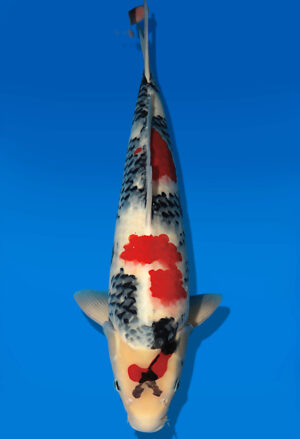 Koi Auktion Dainichi Showa Nisai Monroe female 52cm T13-2084