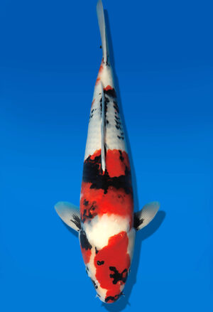 Koi Auktion Dainichi Showa Nisai Monroe male 50cm T13-2085