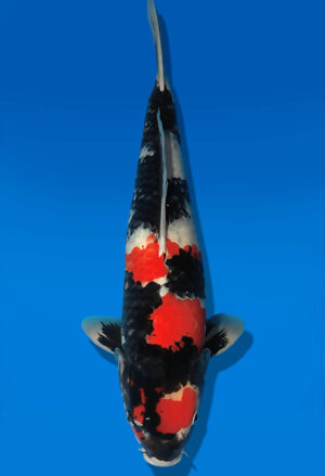 Koi Auktion Dainichi Showa Nisai MonaLisa male 54cm T13-2086