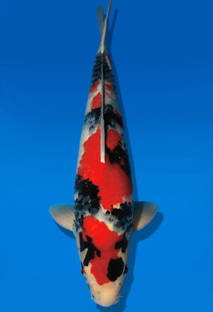Koi Auktion Dainichi Showa Nisai Monroe male 54cm T13-2087