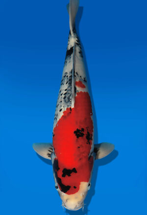 Koi Auktion Dainichi Showa Nisai WhiteMonroe male 51cm T13-2088