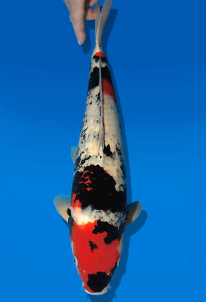 Koi Auktion Dainichi Showa Nisai Monroe female 50cm T13-2089