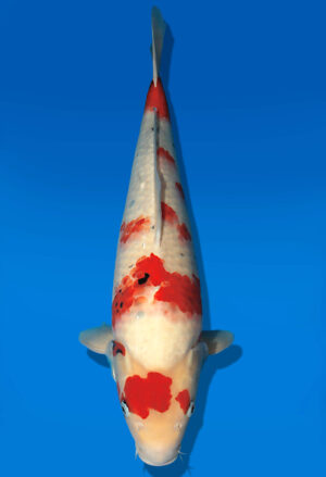 Koi Auktion Dainichi Showa Nisai WhiteMonroe female 56cm T13-2090
