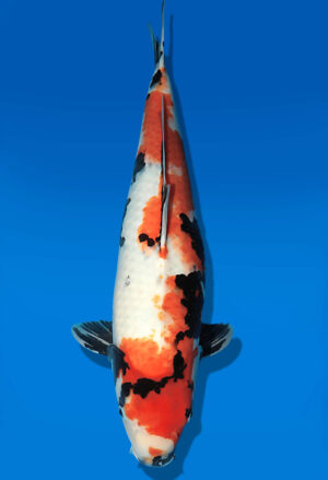 Koi Auktion Dainichi Showa Nisai Monroe male 56cm T13-2091
