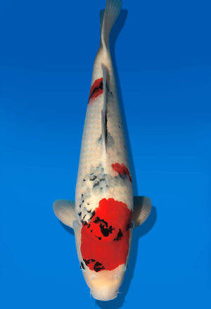 Koi Auktion Dainichi Showa Nisai Monroe male 60cm T13-2094