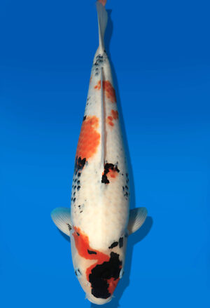 Koi Auktion Dainichi Showa Nisai MonaLisa female 54cm T13-2092