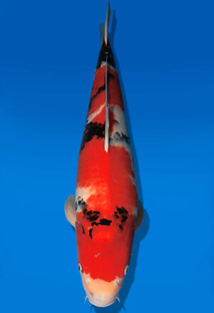 Koi Auktion Dainichi Showa Nisai Monroe male 51cm T13-2095
