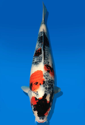 Koi Auktion Dainichi Showa Nisai MonaLisa female 54cm T13-2093