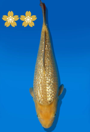 Koi Auktion Dainichi GinrinChagoi JumboTosai BrownMonkey - 30cm GT03-1635