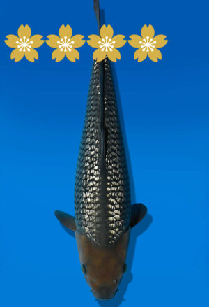 Koi Auktion Dainichi Soragoi JumboTosai SoraXGinrinSora - 40cm GT04-1636