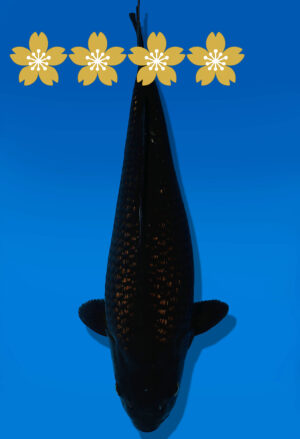 Koi Auktion Dainichi BlackDiamond JumboTosai BlackZeus - 37cm GT04-1637