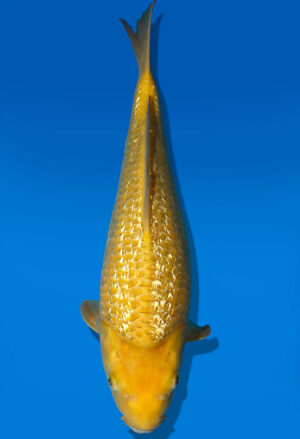 Koi Auktion Dainichi GinrinKarashigoi JumboTosai YellowMonkey - 35cm GT04-1638