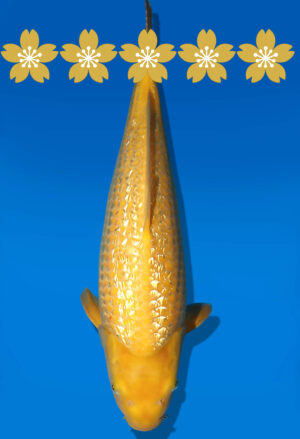 Koi Auktion Dainichi GinrinKarashigoi JumboTosai YellowMonkey - 43cm GT04-1639
