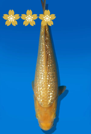 Koi Auktion Dainichi Karashigoi JumboTosai YellowMonkey - 32cm GT05-1640