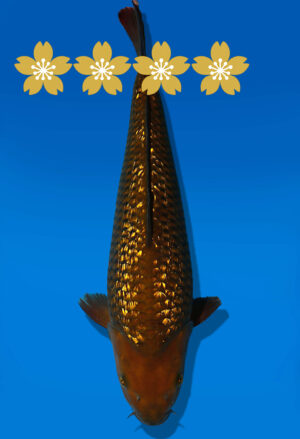 Koi Auktion Dainichi GinrinChagoi JumboTosai BrownMonkey - 38cm GT05-1641