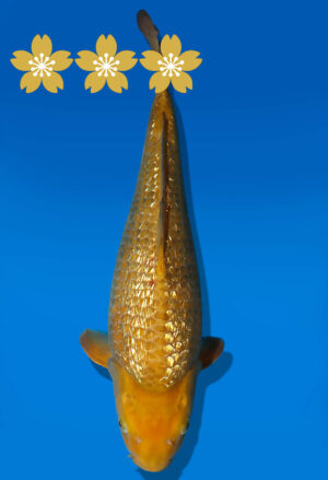 Koi Auktion Dainichi Chagoi JumboTosai BrownMonkey - 43cm GT05-1642
