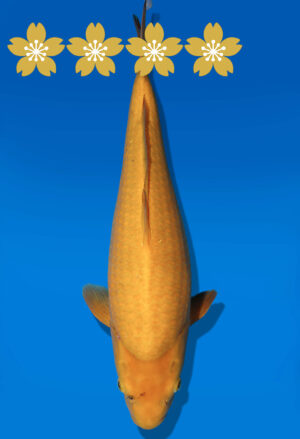Koi Auktion Dainichi Karashigoi JumboTosai YellowMonkey - 40cm GT05-1643