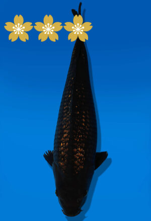 Koi Auktion Dainichi BlackDiamond JumboTosai BlackZeus - 39cm GT06-1644
