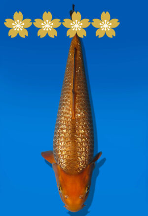 Koi Auktion Dainichi Chagoi JumboTosai BrownMonkey - 40cm GT06-1645