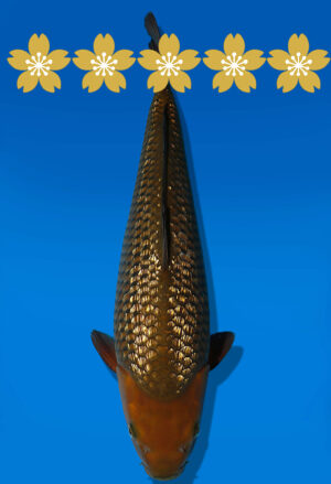 Koi Auktion Dainichi GinrinChagoi JumboTosai BrownMonkey - 44cm GT06-1646