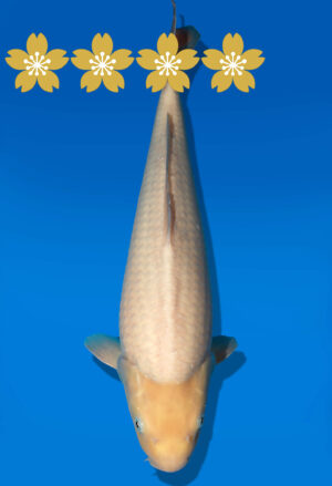 Koi Auktion Dainichi Kohaku JumboTosai YellowMonkey - 44cm GT06-1647
