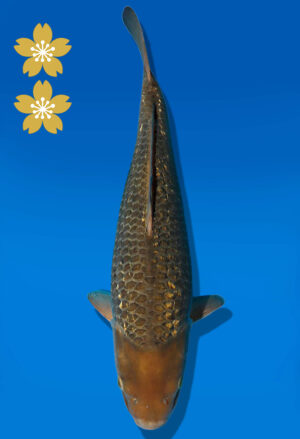 Koi Auktion Dainichi GinrinChagoi JumboTosai BrownMonkey - 41cm GT03-2243