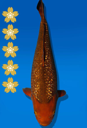 Koi Auktion Dainichi GinrinChagoi JumboTosai BrownMonkey - 46cm GT04-2244