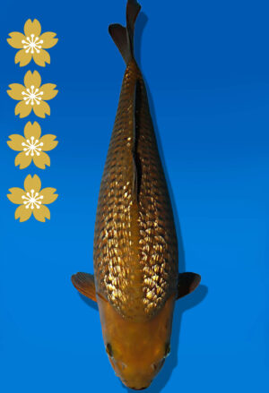 Koi Auktion Dainichi GinrinChagoi JumboTosai BrownMonkey - 44cm GT04-2245