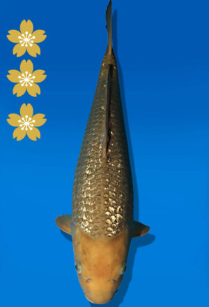 Koi Auktion Dainichi Chagoi JumboTosai BrownMonkey - 42cm GT04-2246