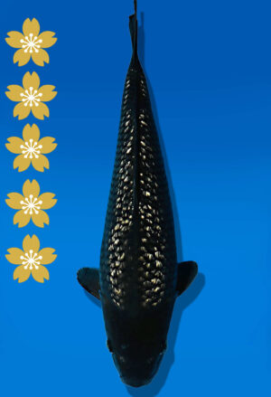 Koi Auktion Dainichi BlackDiamond JumboTosai BlackZeus - 38cm GT04-2247
