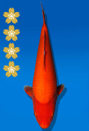Koi Auktion Dainichi Benigoi JumboTosai RedTiger - 37cm GT05-2248