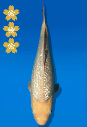 Koi Auktion Dainichi WhiteKarashigoi JumboTosai WhiteMonkey - 40cm GT05-2249