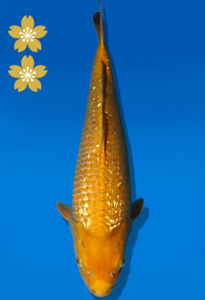 Koi Auktion Dainichi GinrinKarashigoi JumboTosai YellowMonkey - 43cm GT05-2250