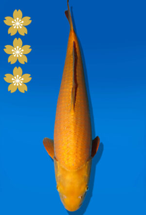 Koi Auktion Dainichi Karashigoi JumboTosai YellowMonkey - 48cm GT05-2251