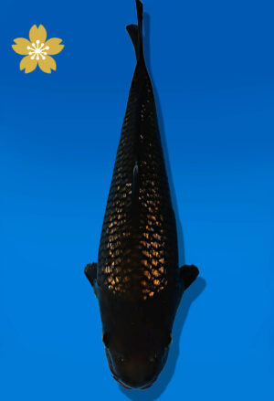 Koi Auktion Dainichi BlackDiamond JumboTosai BlackZeus - 36cm GT06-2252