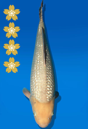 Koi Auktion Dainichi GinrinKarashigoi JumboTosai YellowMonkey - 49cm GT06-2253