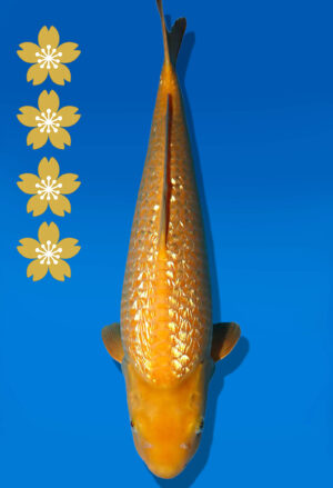 Koi Auktion Dainichi GinrinKarashigoi JumboTosai YellowMonkey - 46cm GT06-2254