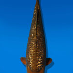 Koi Auktion Dainichi GinrinChagoi JumboTosai BrownMonkey - 46cm GT06-2255