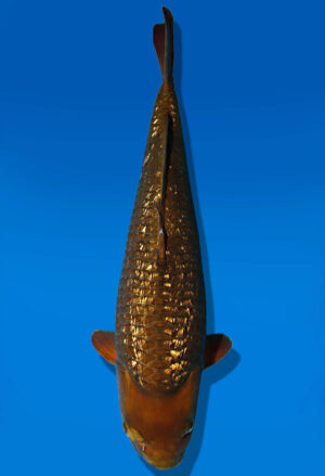 Koi Auktion Dainichi GinrinChagoi JumboTosai BrownMonkey - 46cm GT06-2255