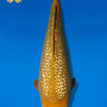 Koi Auktion Dainichi GinrinChagoi JumboTosai BrownMonkey - 43cm GT07-2266