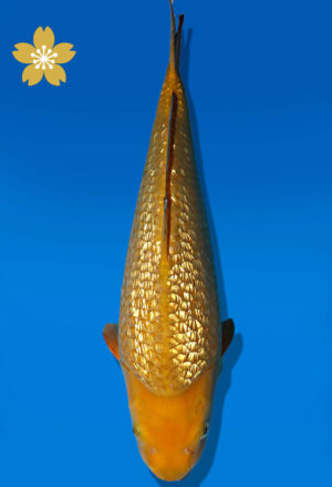 Koi Auktion Dainichi GinrinChagoi JumboTosai BrownMonkey - 43cm GT07-2266
